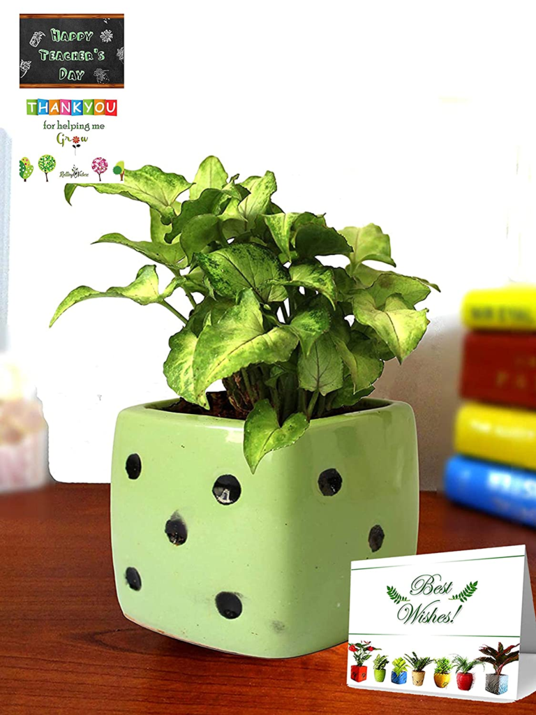 a plant, good luck air purifying plant  for Teacher's Day | when is Teacher's Day 2022