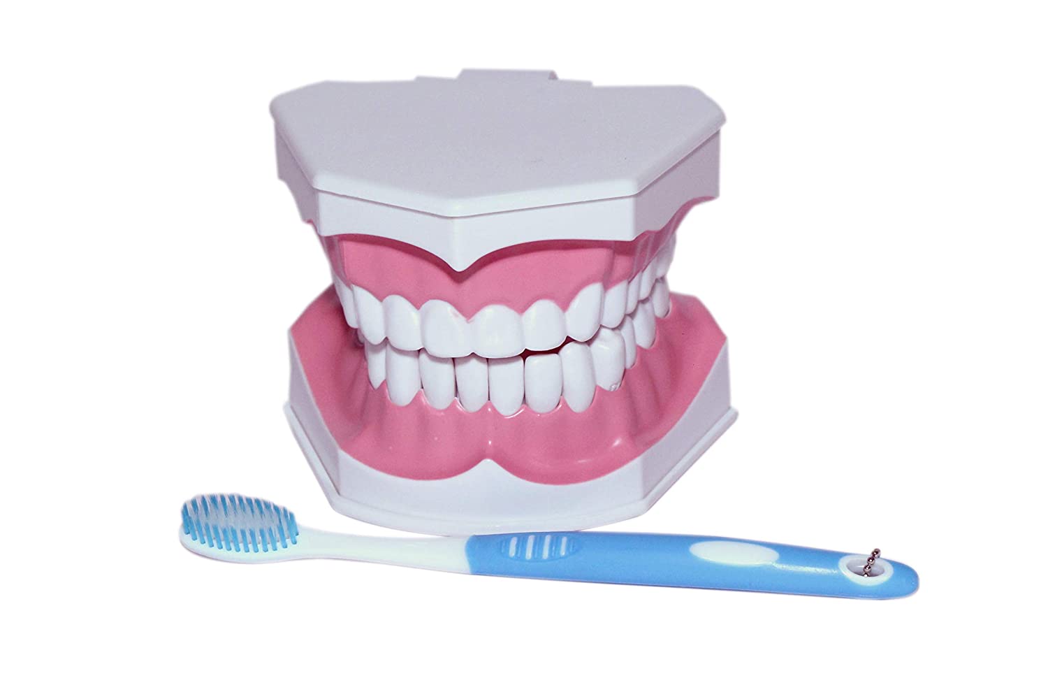 Oral Healthcare Dental Model With Removable Teeth