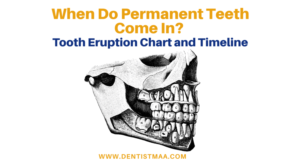 When Do Permanent Teeth Come In? Tooth Eruption Chart and Timeline Every Parent Should Refer To 15 tooth eruption chart, permanent teeth
