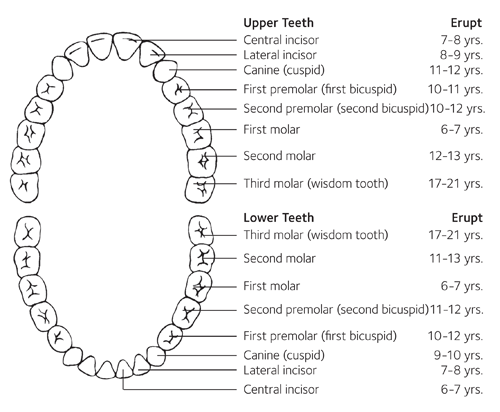 tooth eruption chart for permanent teeth