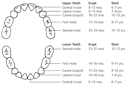 Tooth eruption chart, milk teeth shedding chart