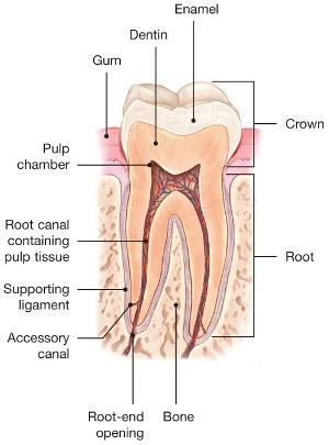 Normal tooth anatomy, parts of tooth