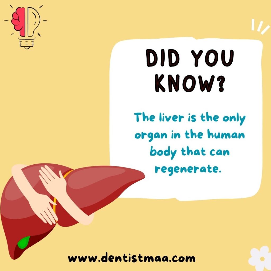 Liver, liver can regenerate, did you know