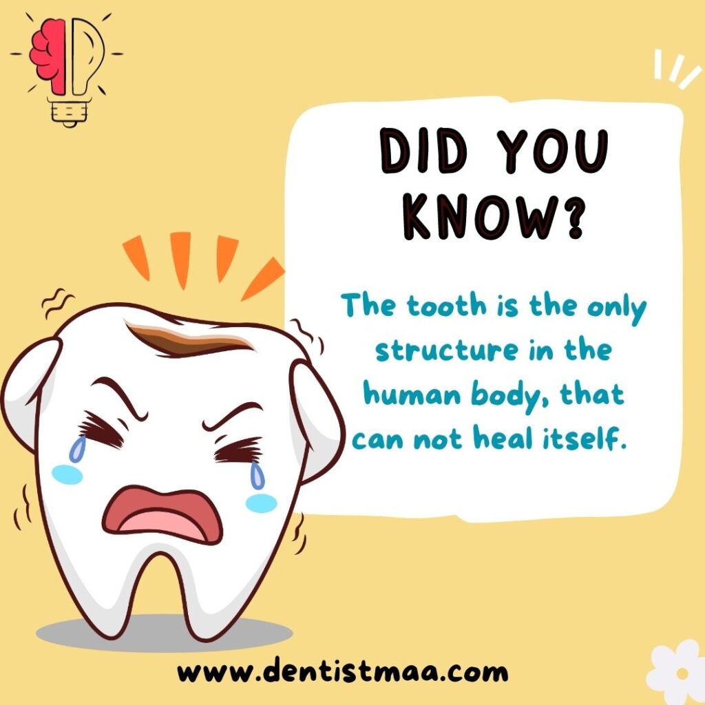 did you know, the tooth can not heal itself, cavity, carious,