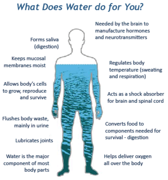human body facts, 60% water