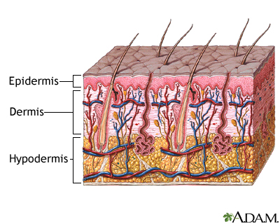 skin, layers of skin, largest organ, skin is the largest organ,