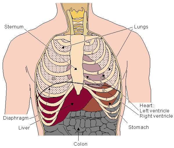 sternum, heart, body facts