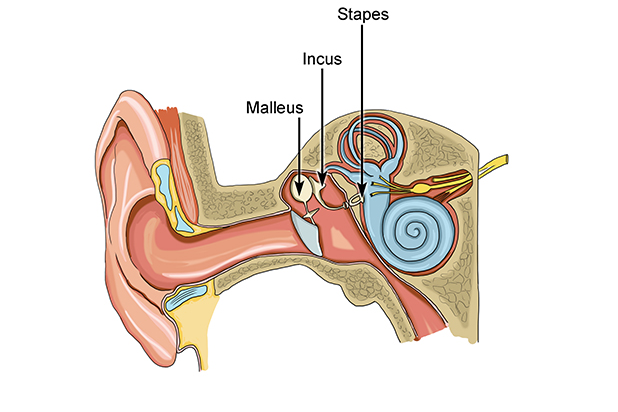 ear, middle ear, stapes, smallest bone is stapes, 