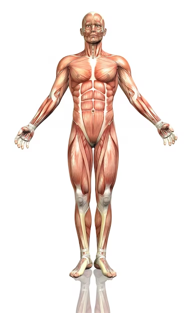 muscles, muscles in human body